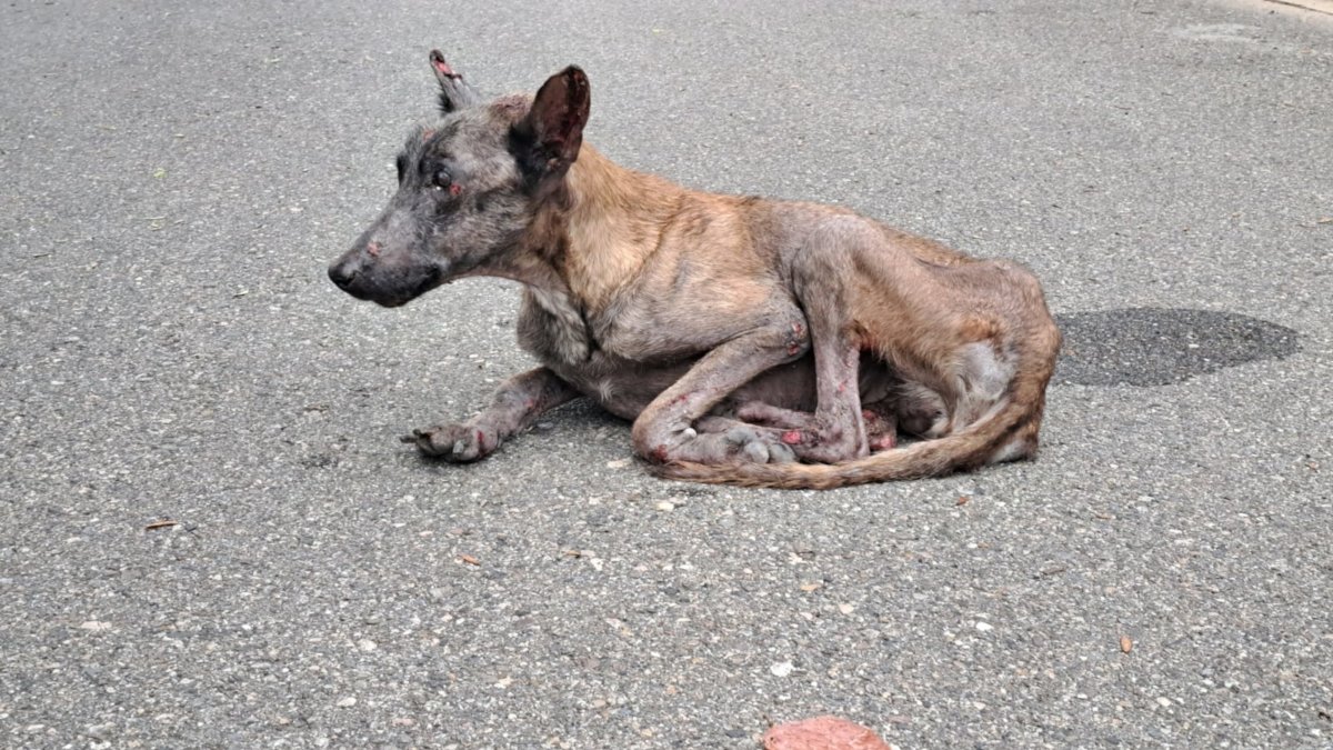 Denuncian negligencia en caso de maltrato animal: Perra encontrada con signos de abandono y maltrato fallece tras ser devuelta a su propietario