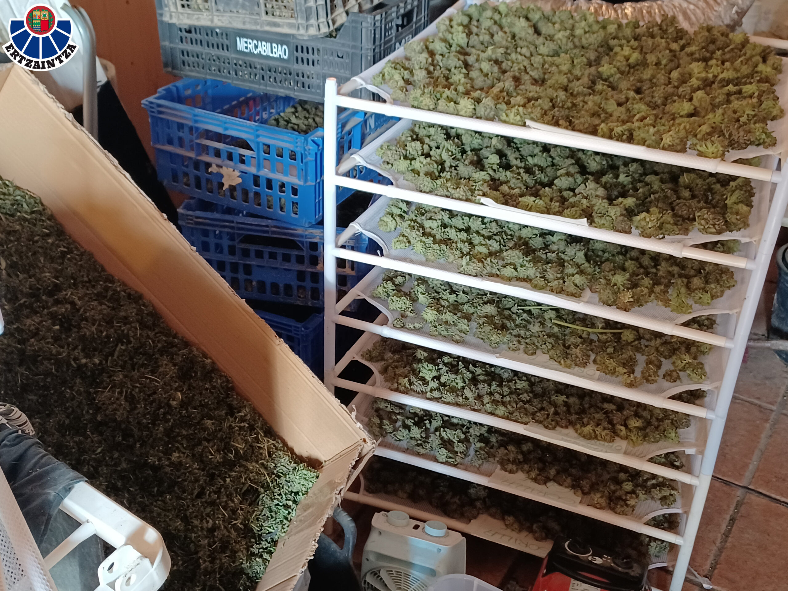 Descubren dos plantaciones de marihuana en Bizkaia: Ertzaintza desmantela cultivos ilegales en Txorierri.