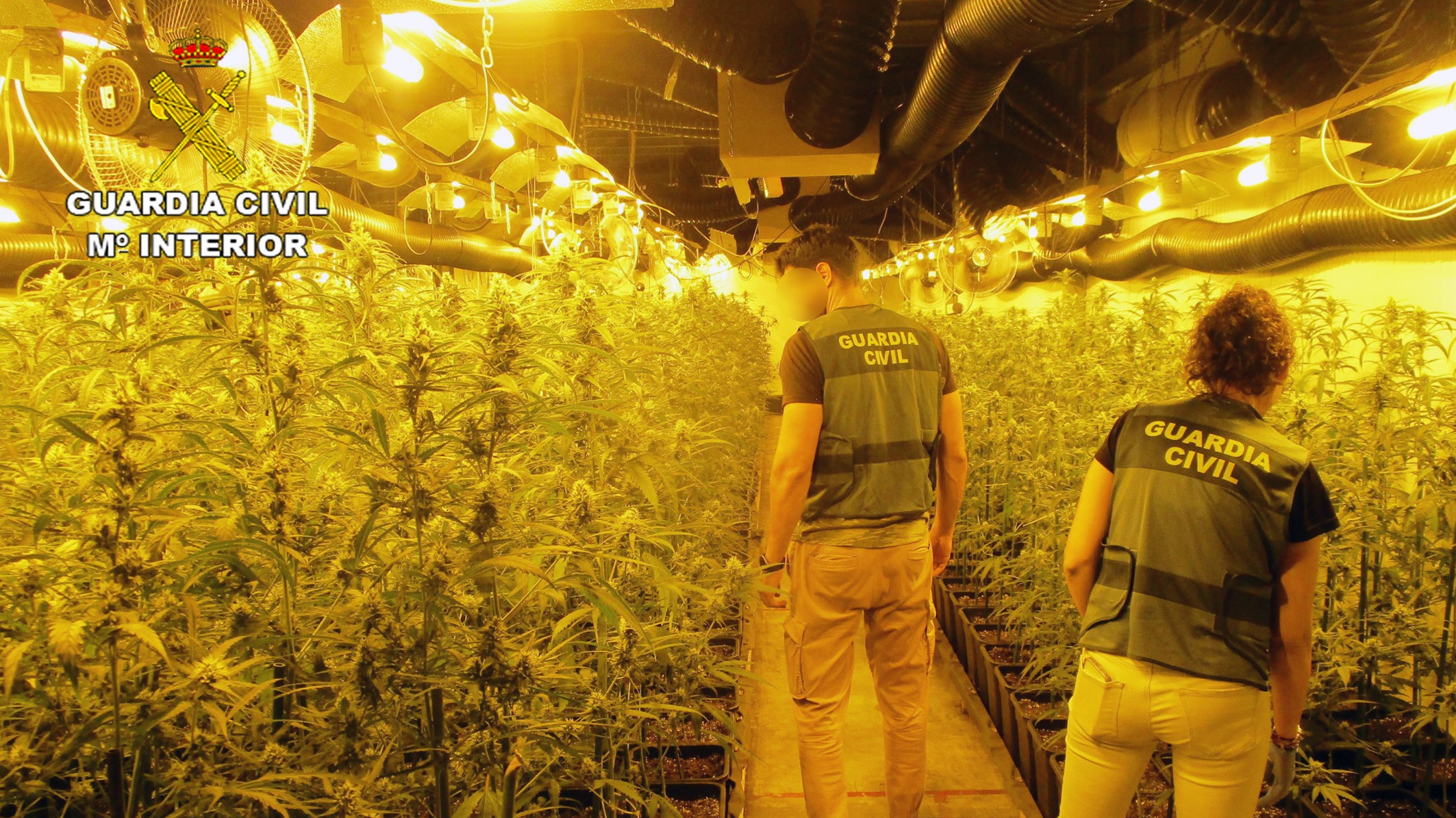 Desmantelado un invernadero con más de 2.000 plantas de marihuana en una nave industrial de San Javier