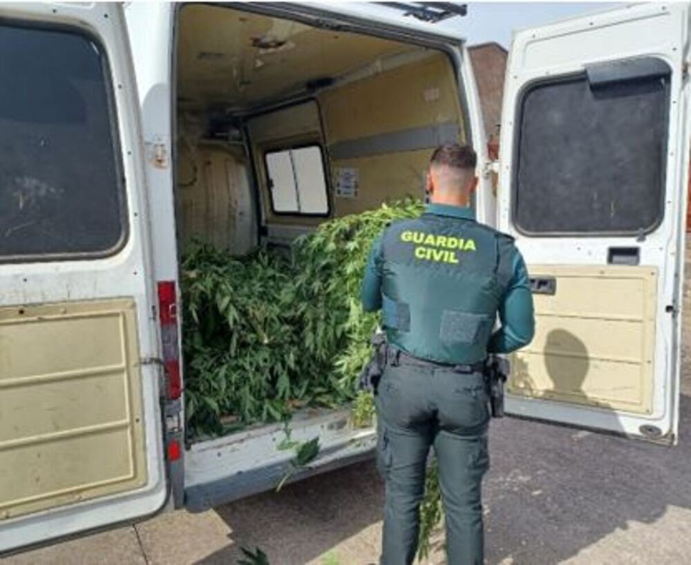 Incautan 22 plantas de marihuana a un vecino en Tudela