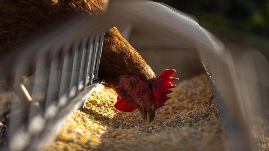 Un foco de gripe aviar en Valladolid eleva a once los detectados en aves de corral en el Estado español