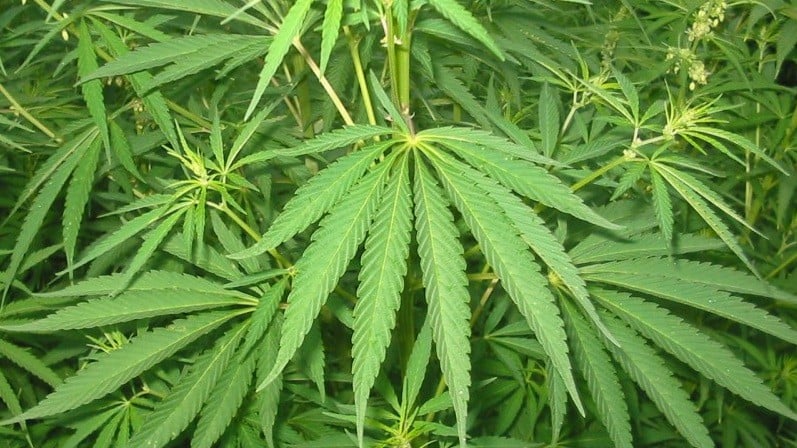 10 plantas de "maría" en casa es demasiado