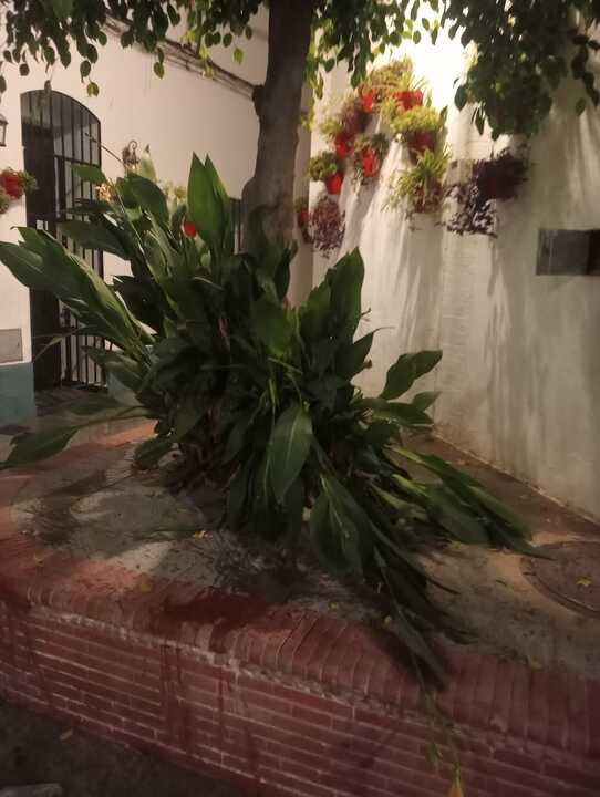 Actos vandálicos en Almonte. Fuente: Ayto. Almonte