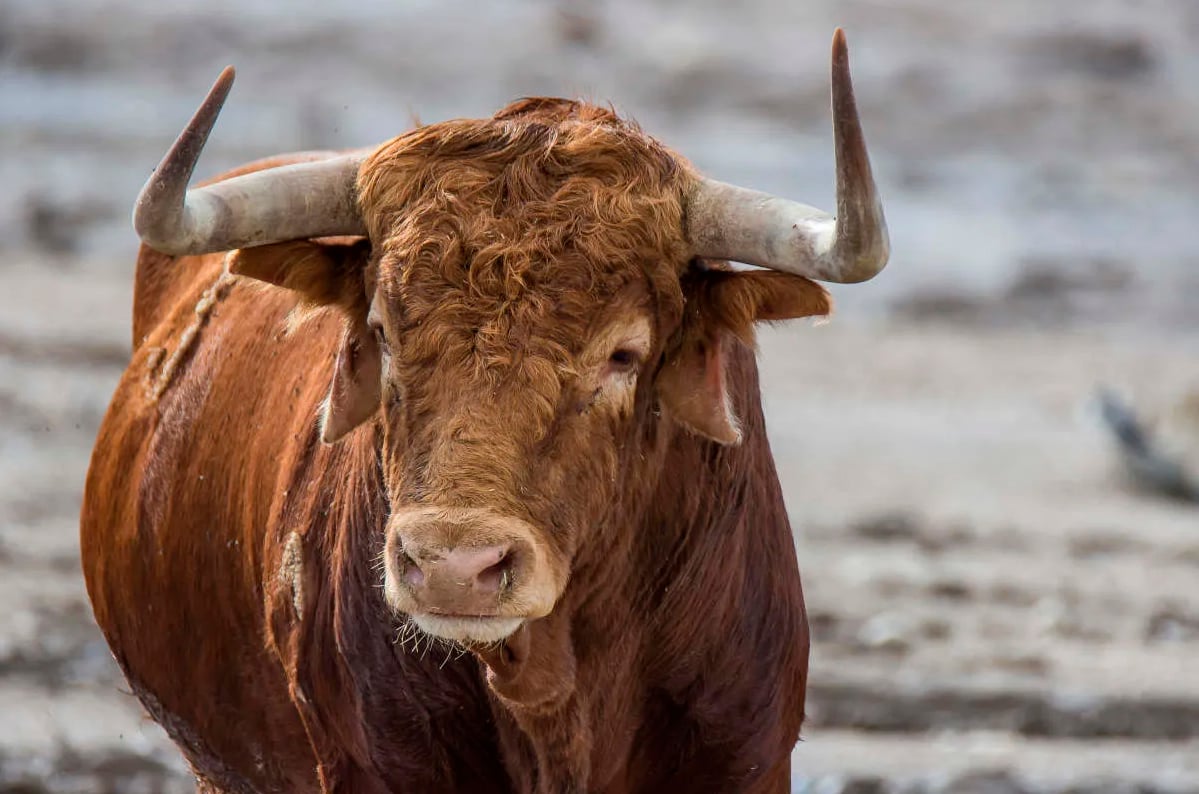 El toro escapado de Romancos es localizado tras cinco días de búsqueda