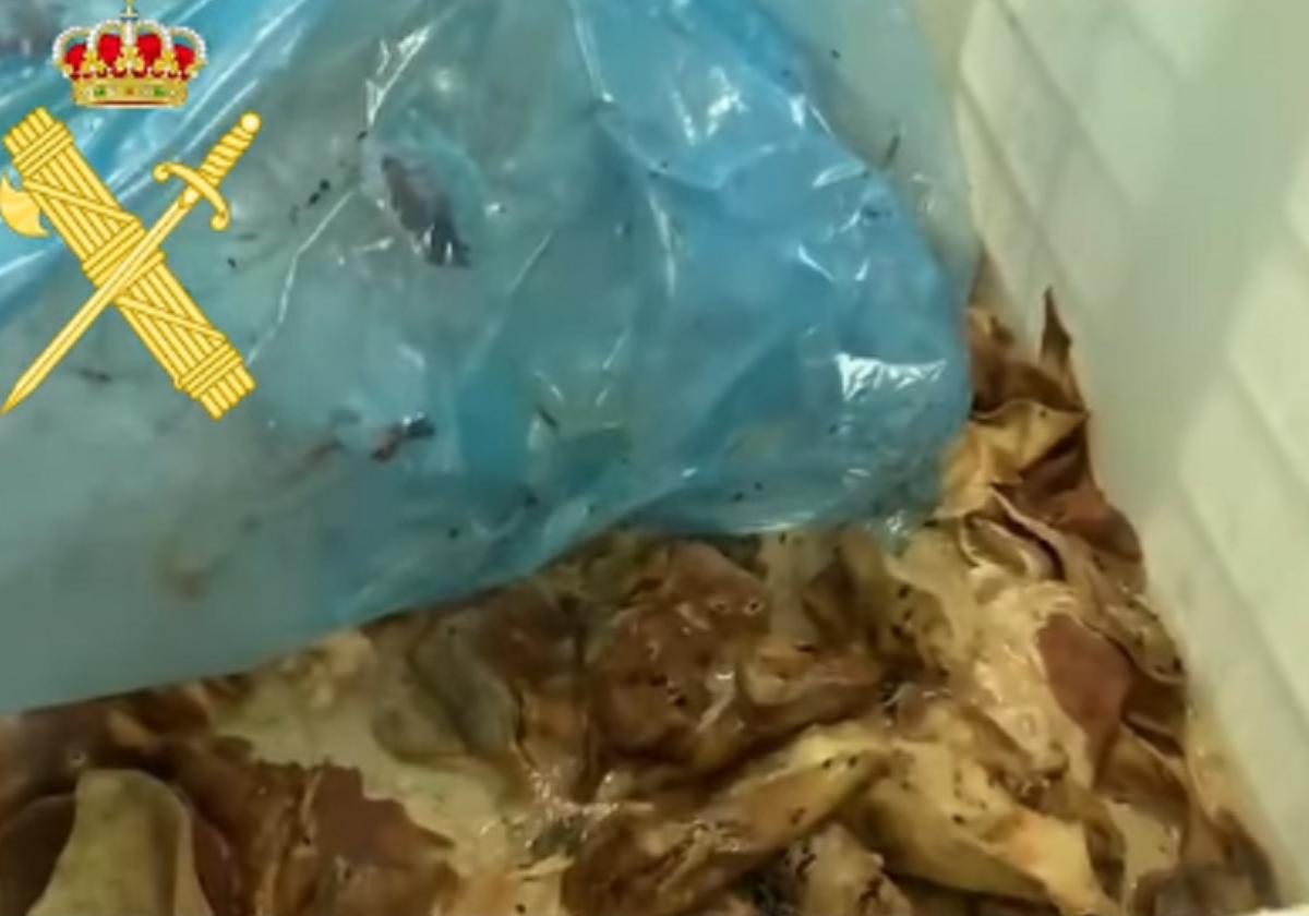 Encuentran 9.000 kilos de carne putrefacta en un pueblo de Salamanca gracias a la colaboración ciudadana
