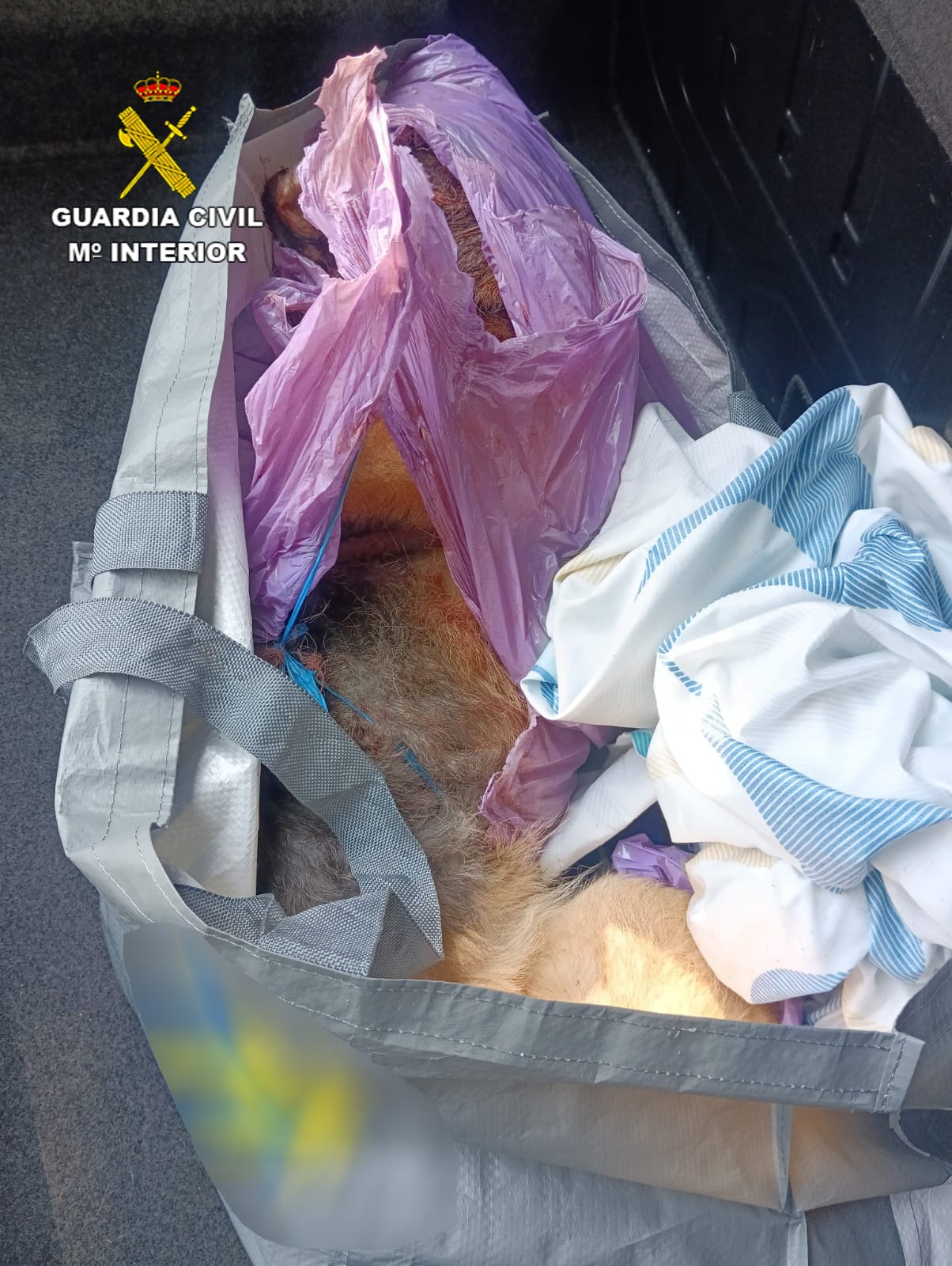 Indignación en la comunidad por el brutal asesinato de un perro a palos por encargo