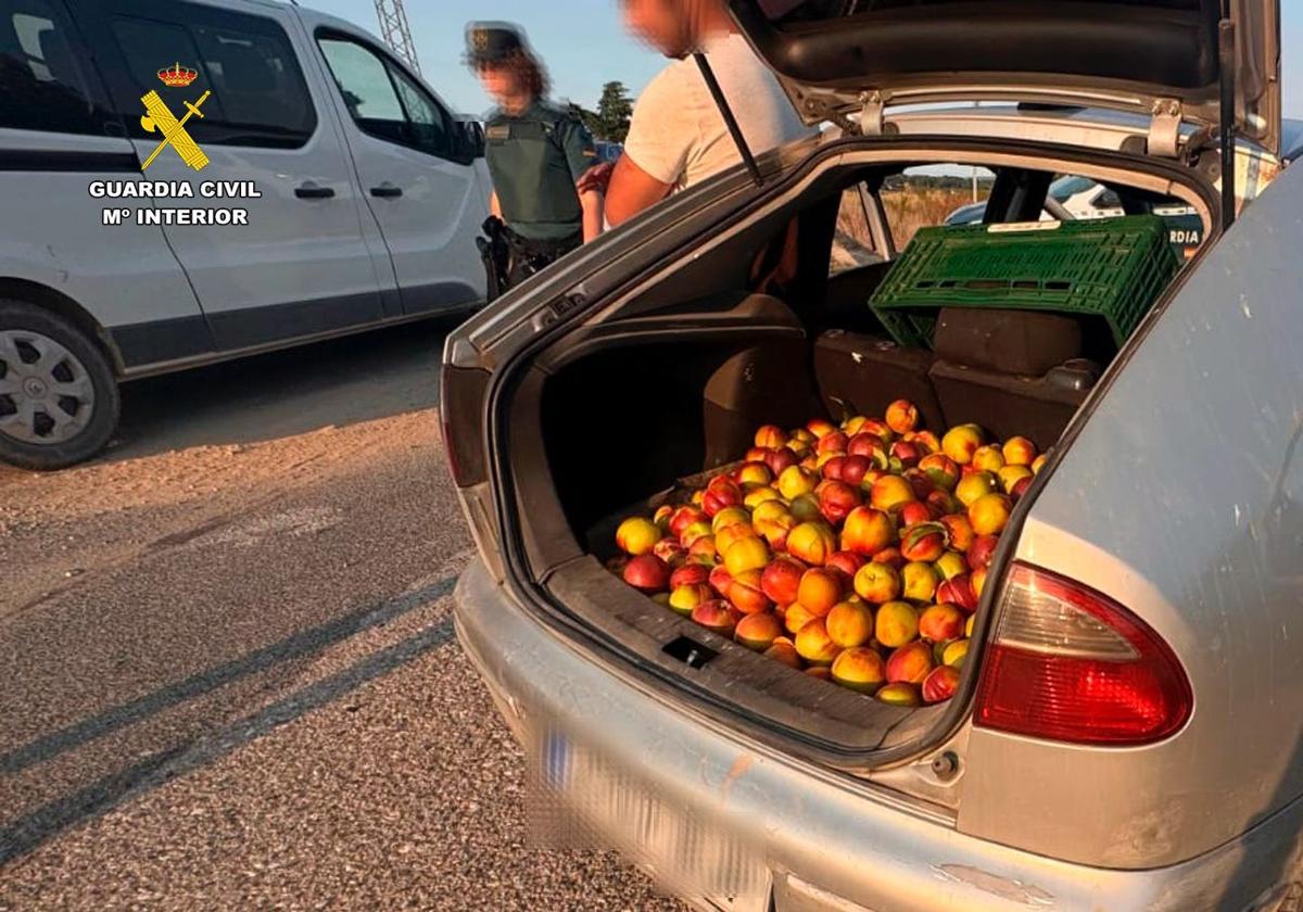 Investigado en Aldeanueva un hombre que llevaba 140 kilos de nectarinas robadas en el maletero y entregadas a una asociación de ayuda