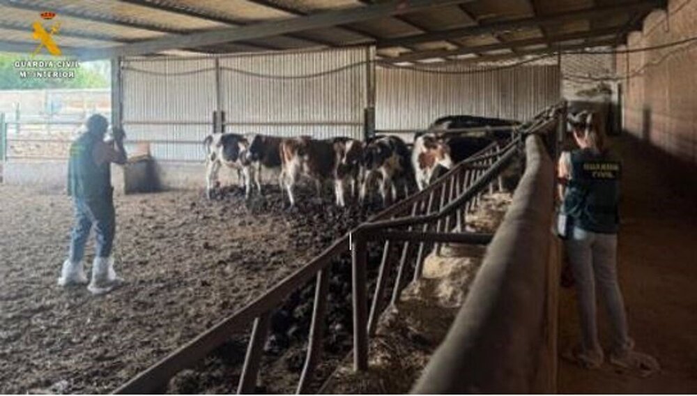 Hallan cadáveres de animales en descomposición en La Overuela
