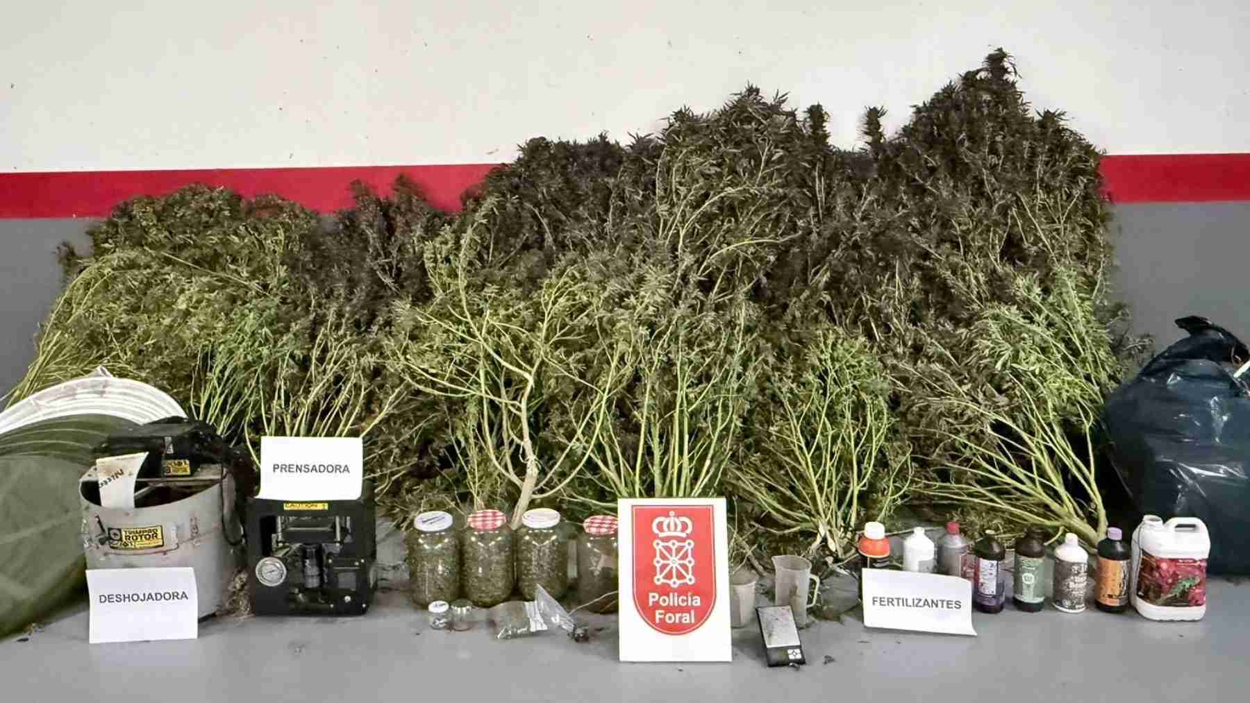 La Policía Foral desmantela plantación de marihuana en Leoz y detiene a traficantes en Cintruénigo, Valtierra e Iza