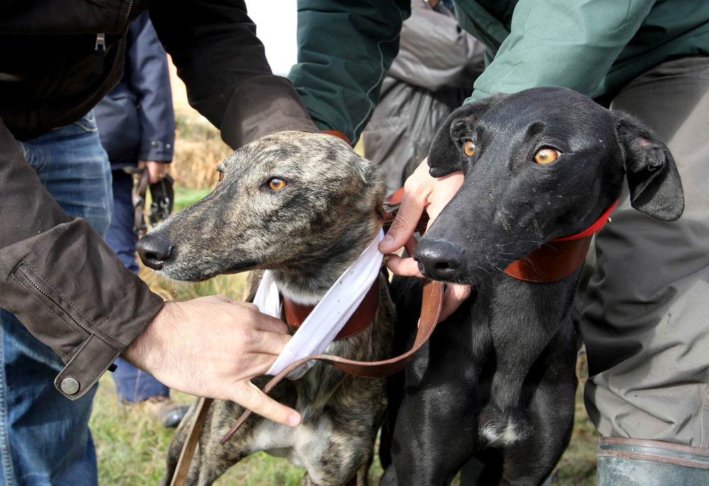 Policía Local denuncia la ausencia de registro de 17 galgos