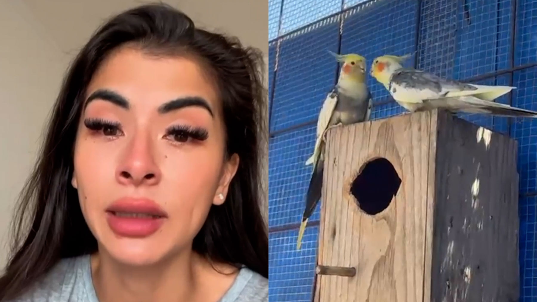 Ladrones roban 80 pájaros de un aviario en Palma, desatando conmoción en redes sociales