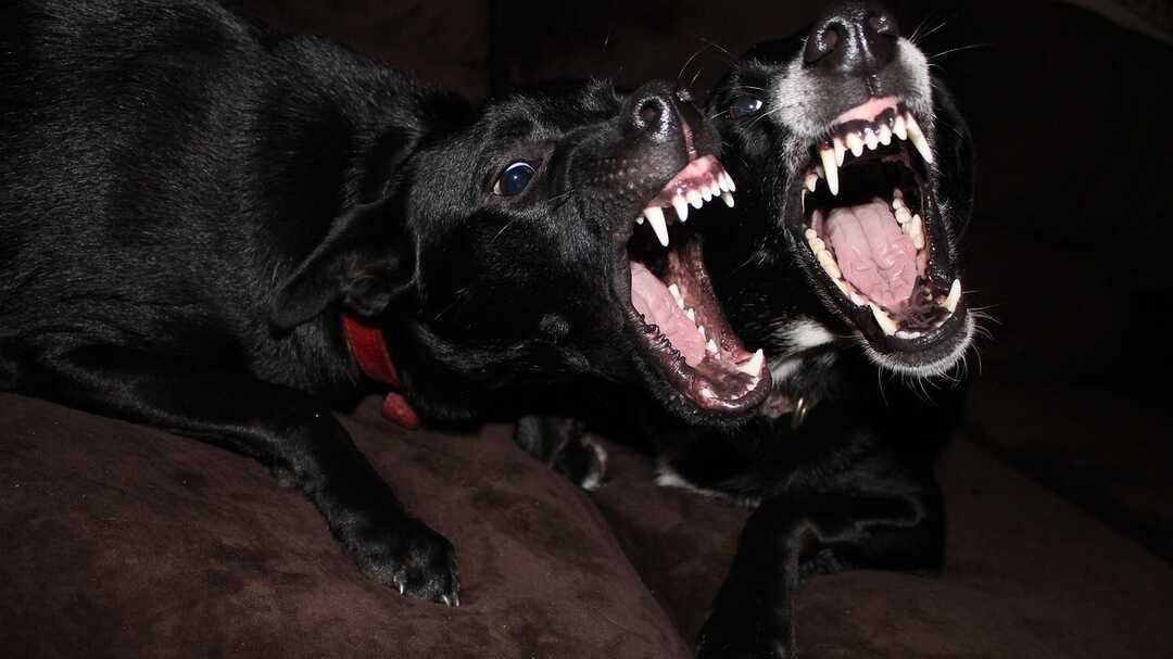 Una mujer de Lepe necesita 196 puntos de sutura tras ser atacada por dos perros en Reino Unido