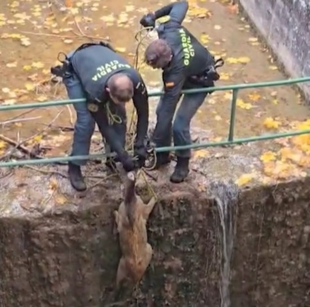 Rescatan a corzo atrapado en canal de Laguna de Uña en Parque Natural de la Serranía de Cuenca