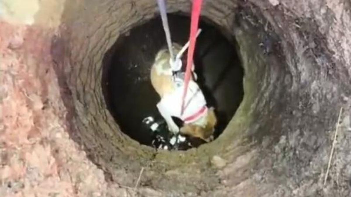 Rescate de una perra en Oncina de la Valdoncina.