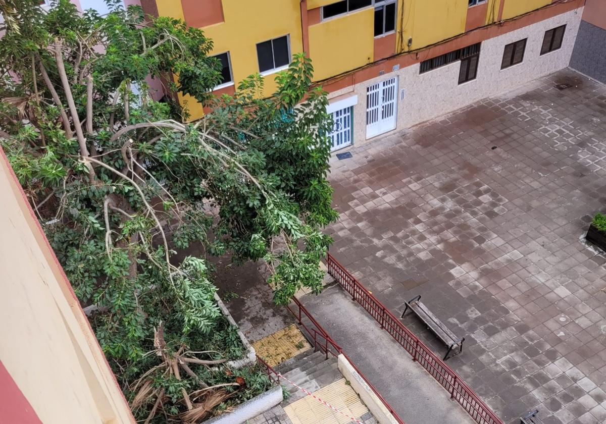 Vecinos alarmados por la caída de un árbol protegido en el Parque Chona Madera, temen por la seguridad en la zona.