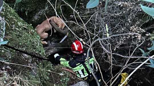 Susto en Valverde por Zeus, un perro que cayó a una sima de 10 metros de profundidad