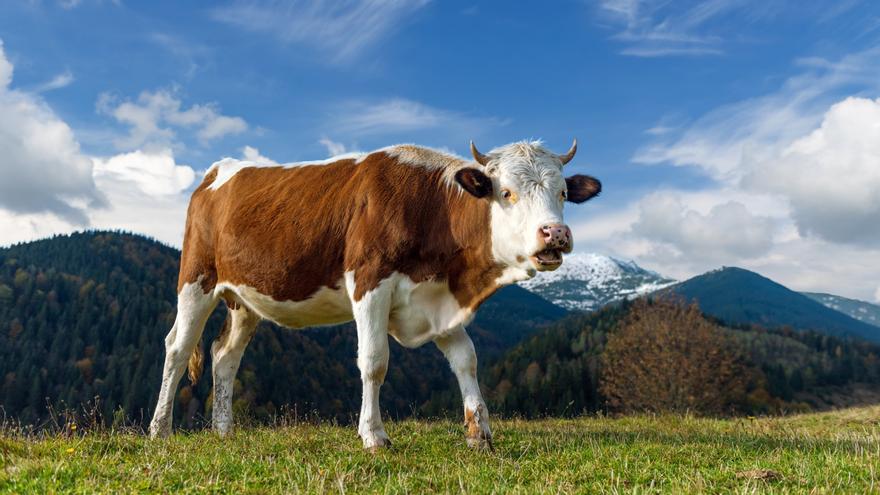 Multado con 270 euros un hombre por realizar un "acto de naturaleza sexual" con una vaca en Lugo