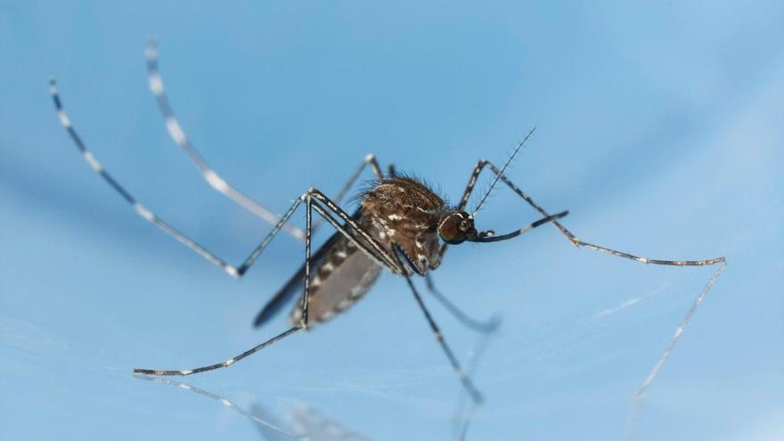 Detectado el primer caso autóctono del virus africano Usutu en el Estado