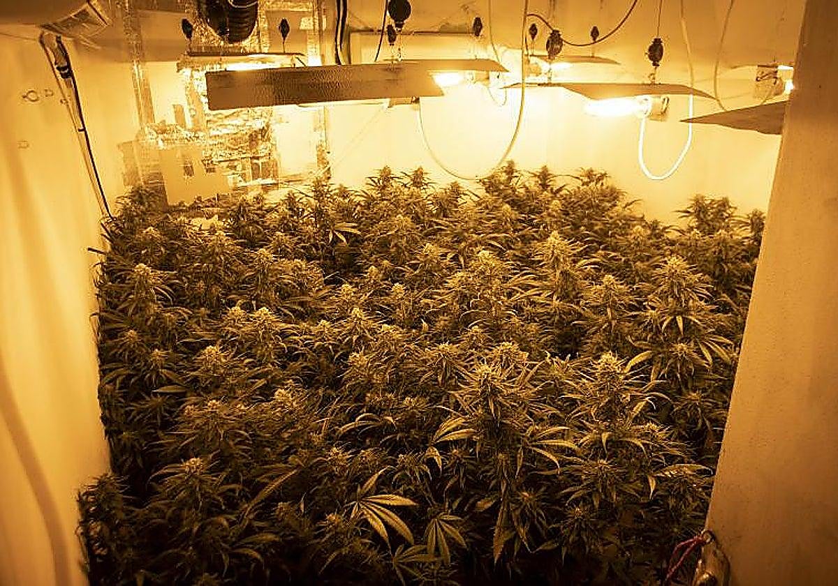 Cuatro condenados en Málaga por tráfico de drogas a Europa utilizando identidades falsas y empresas de paquetería