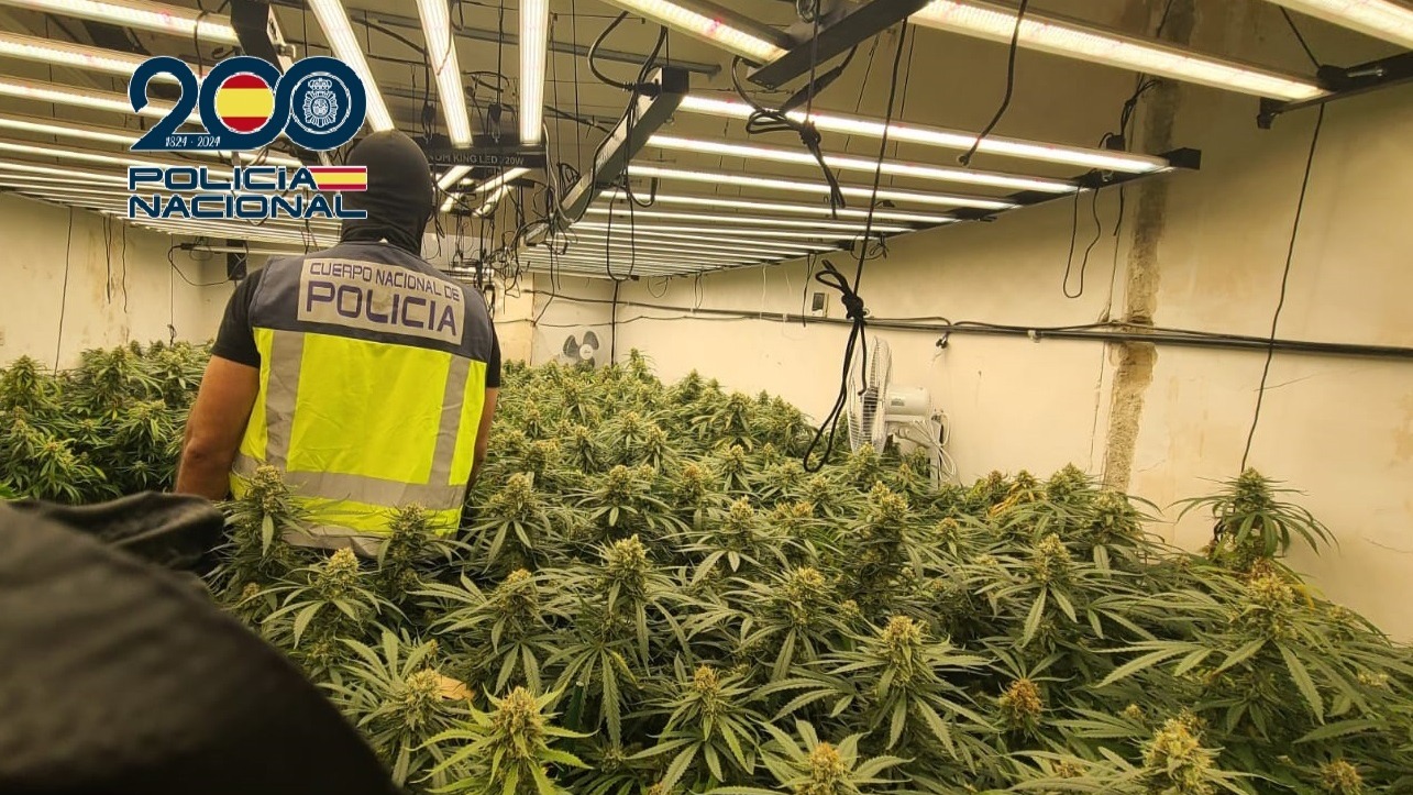 La Policía Nacional localiza tres plantaciones con casi 900 plantas de marihuana en Cartagena