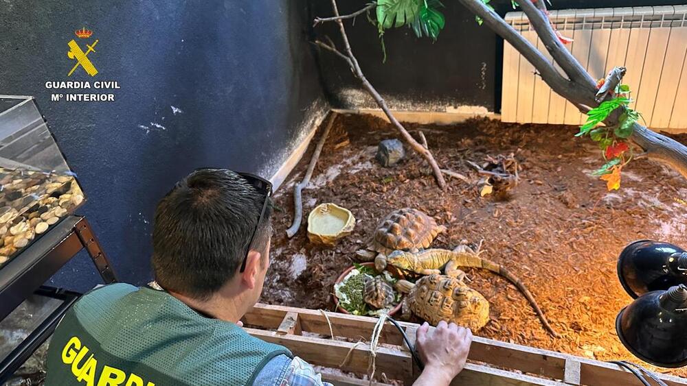 Intervienen 500 animales exóticos protegidos en falso refugio