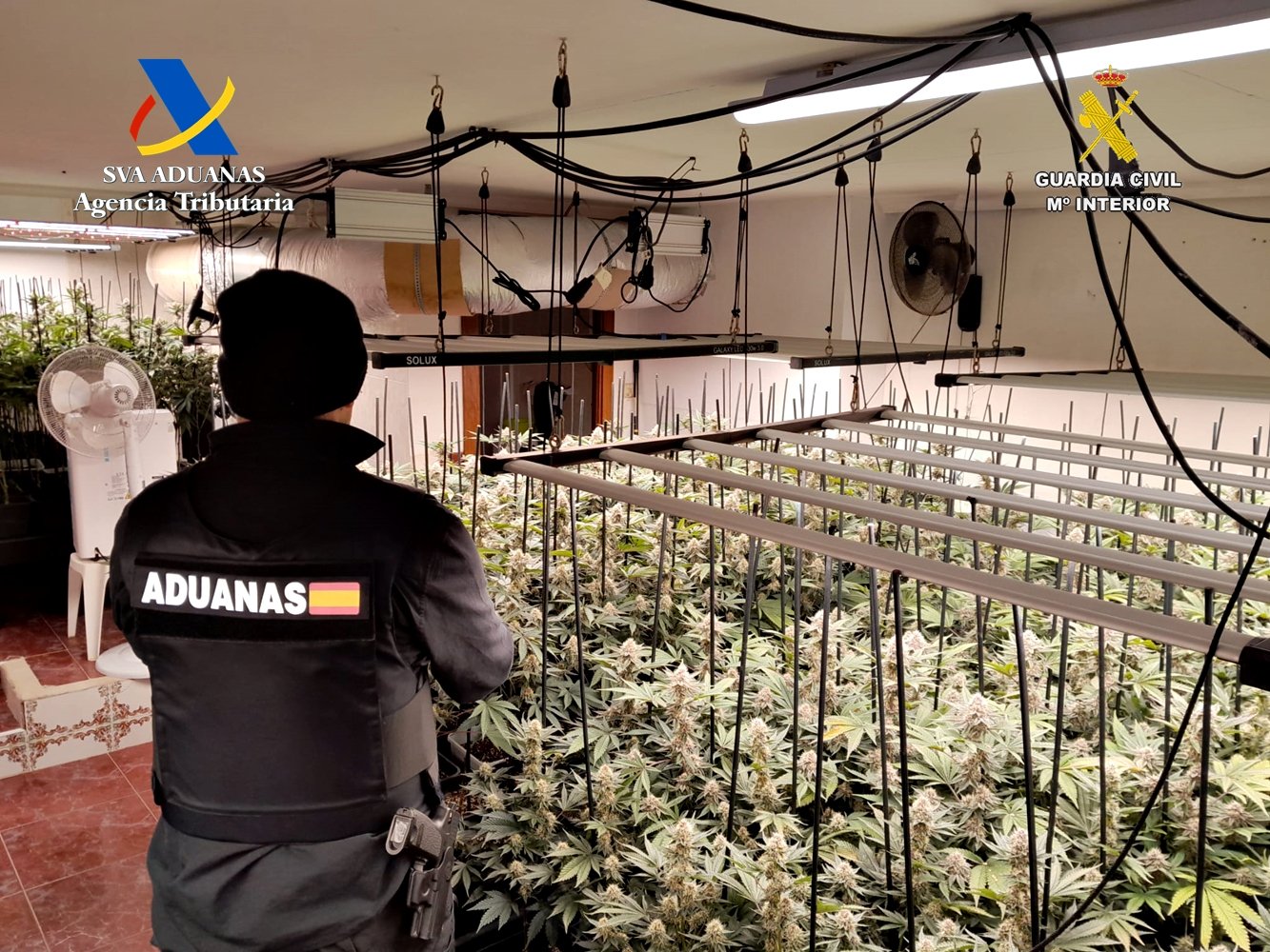 En Trijueque prosperan las plantas de marihuana, discretamente