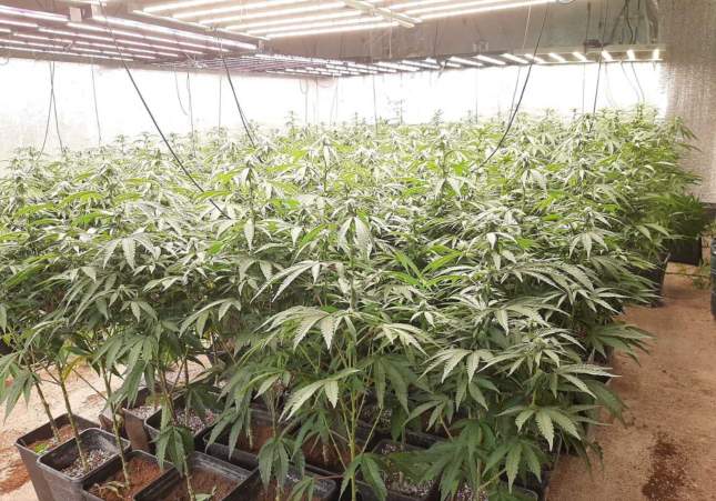 marihuana anoia