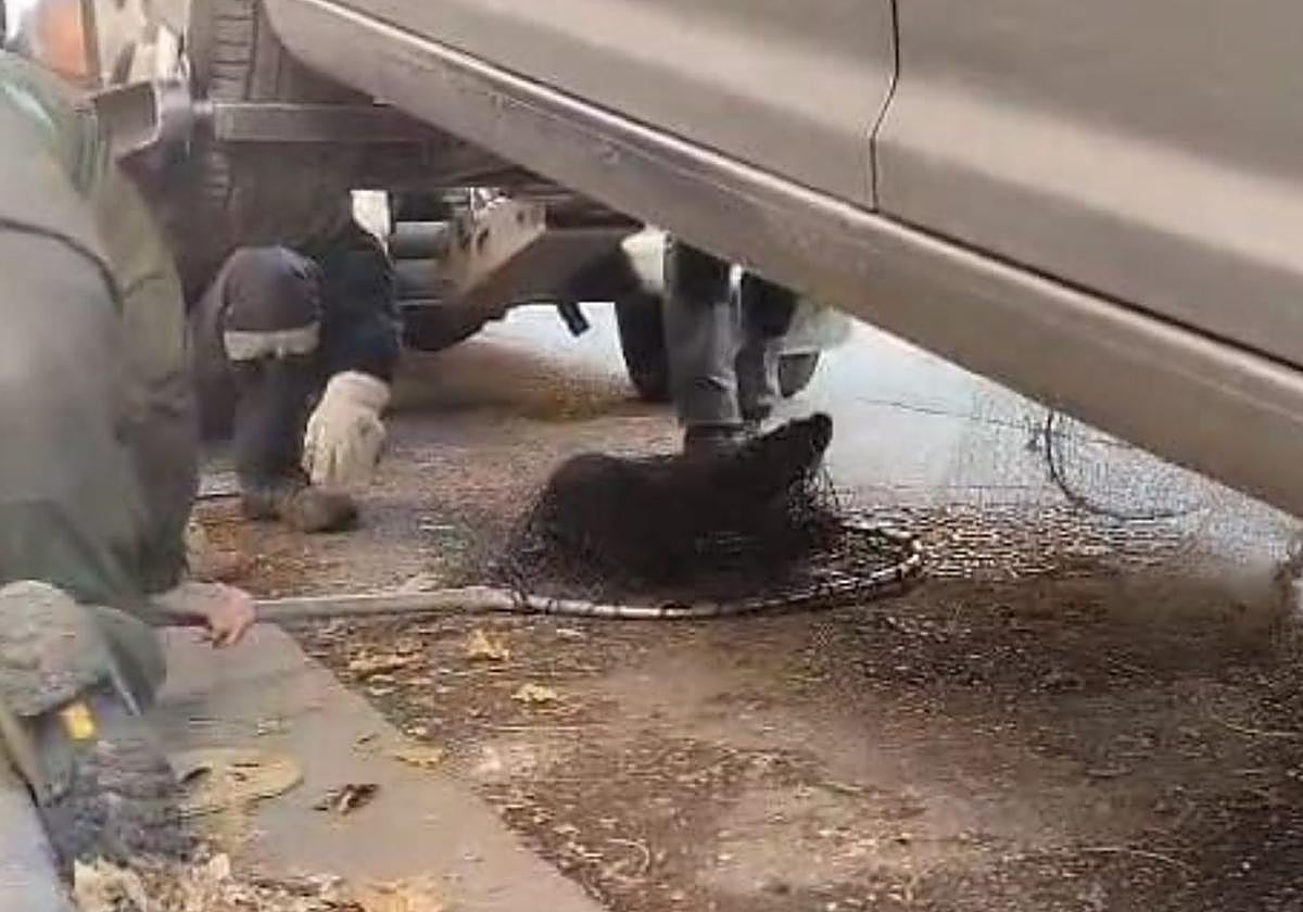 Gran operativo en Burgos para rescatar a una nutria atrapada en el capó de un coche