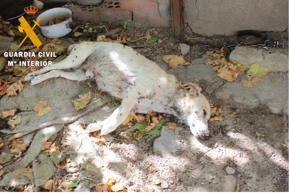 La Guardia Civil rescata 16 perros en estado de abandono