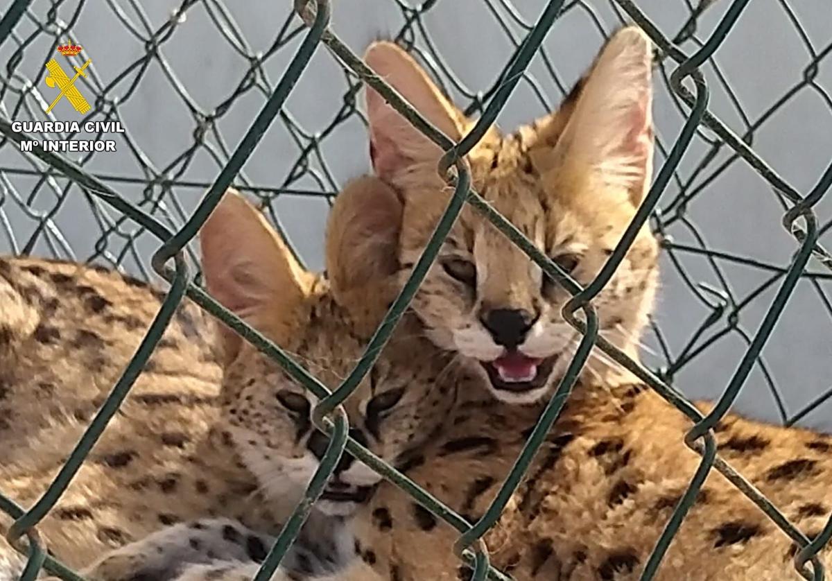 Incautan cinco felinos salvajes africanos en Las Palmas de Gran Canaria en operación contra el tráfico de fauna silvestre protegida