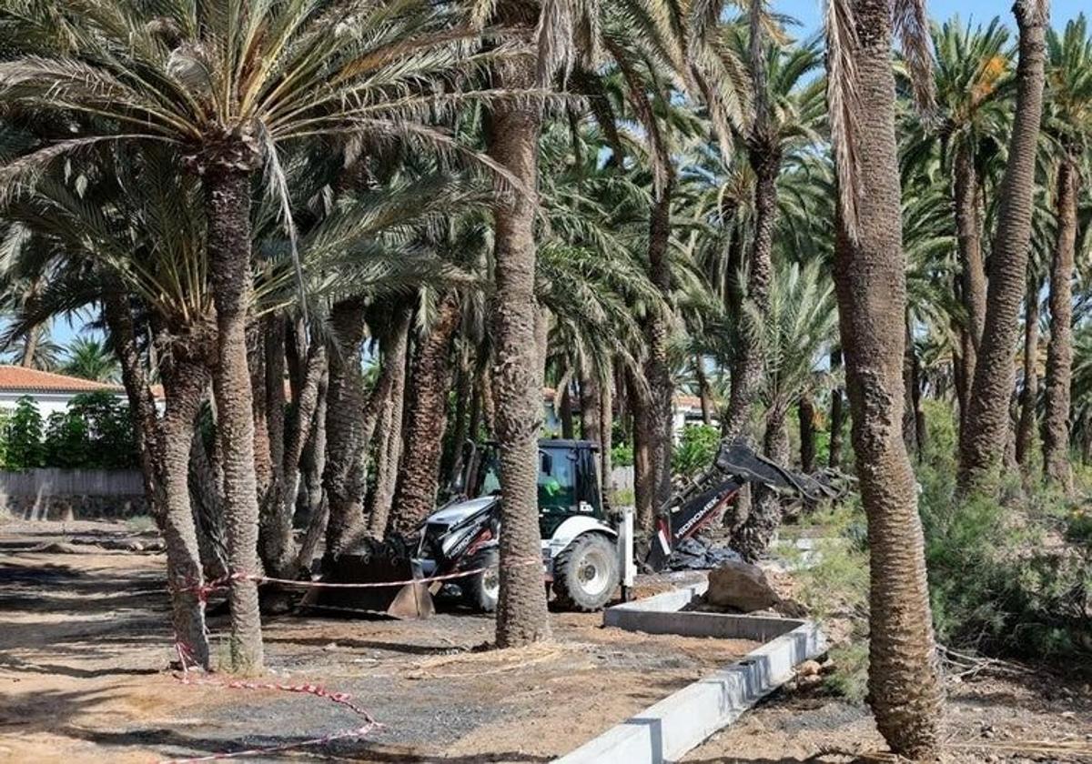 Incendio en un palmeral de Gran Canaria moviliza a Bomberos y autoridades locales