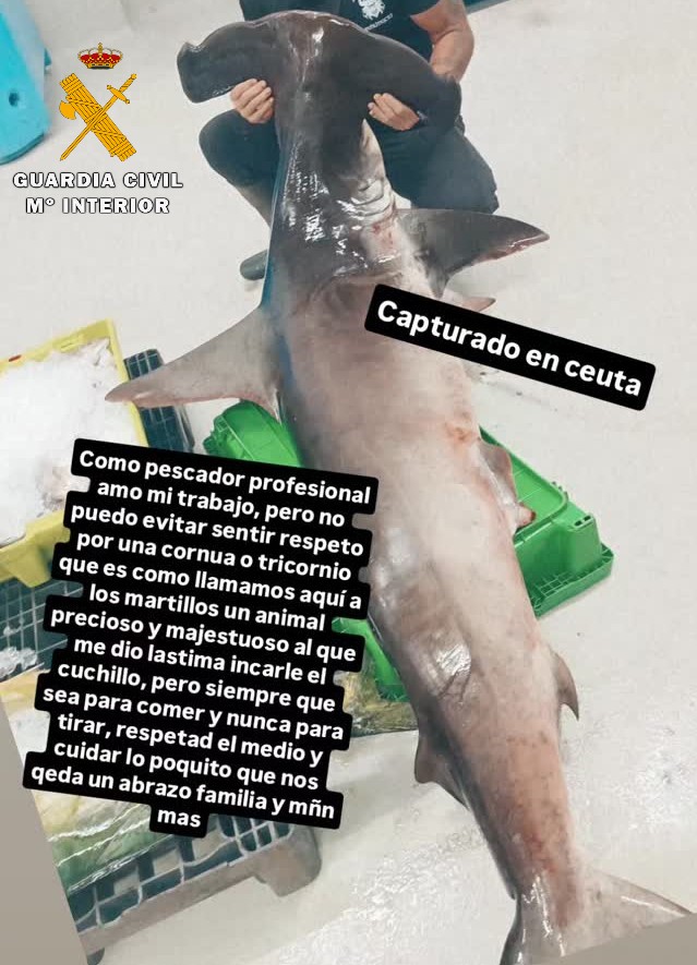 Tres investigados por la pesca de un tiburón martillo cuyo paso por la lonja y el Mercado se divulgó en redes
