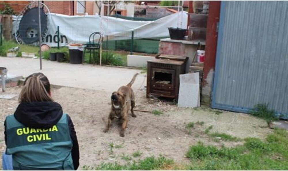 Investigan un ataque de cuatro perros a un vecino en Alcazarén