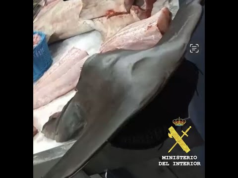 La Guardia Civil investiga a tres personas por la venta en el Mercado de un tibur&oacute;n martillo