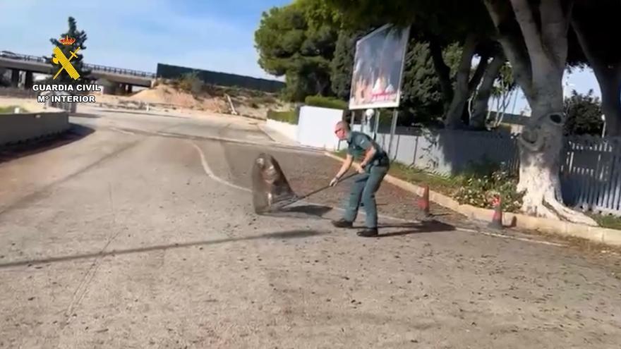 Rescatan a un buitre leonado desorientado junto al aeropuerto de Alicante-Elche