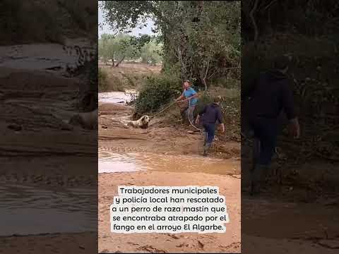 As&iacute; fue rescatado un perro atrapado por el lodo en Hinojos