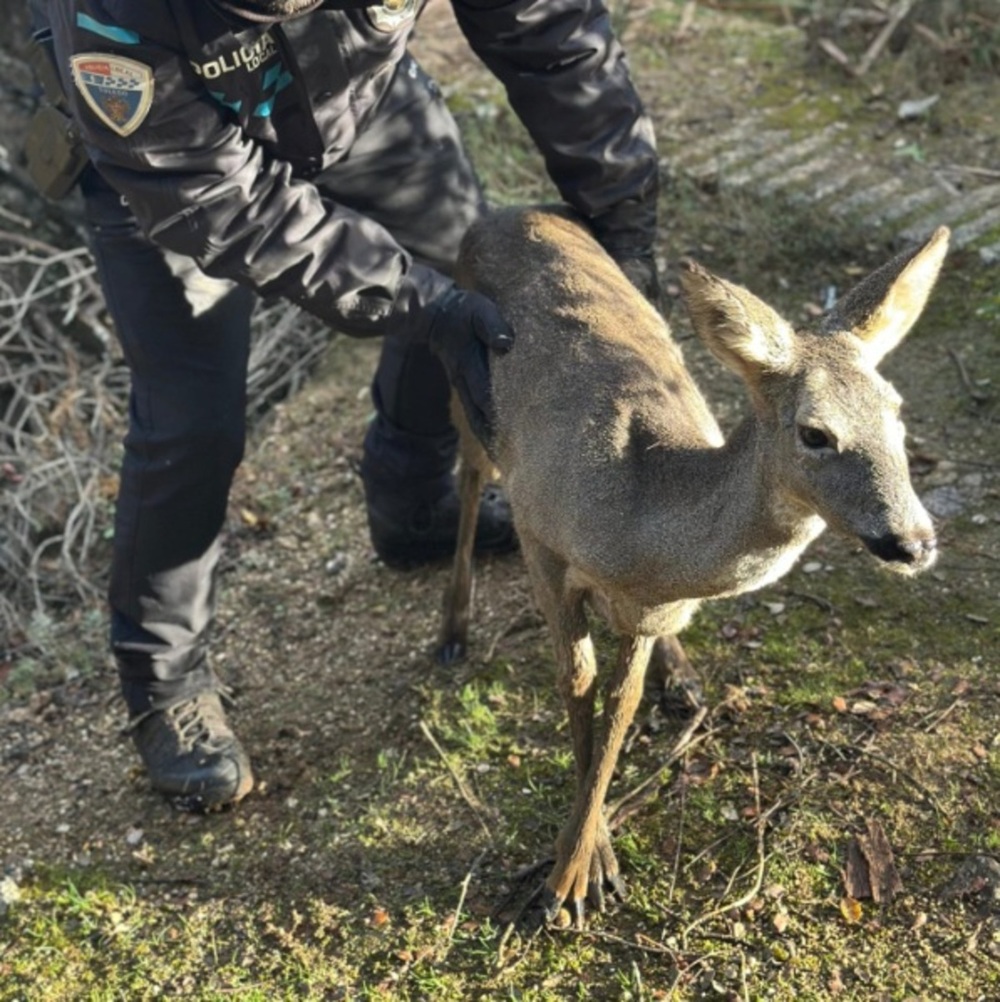 La Policía Local rescata a un corzo en Fuente del Moro