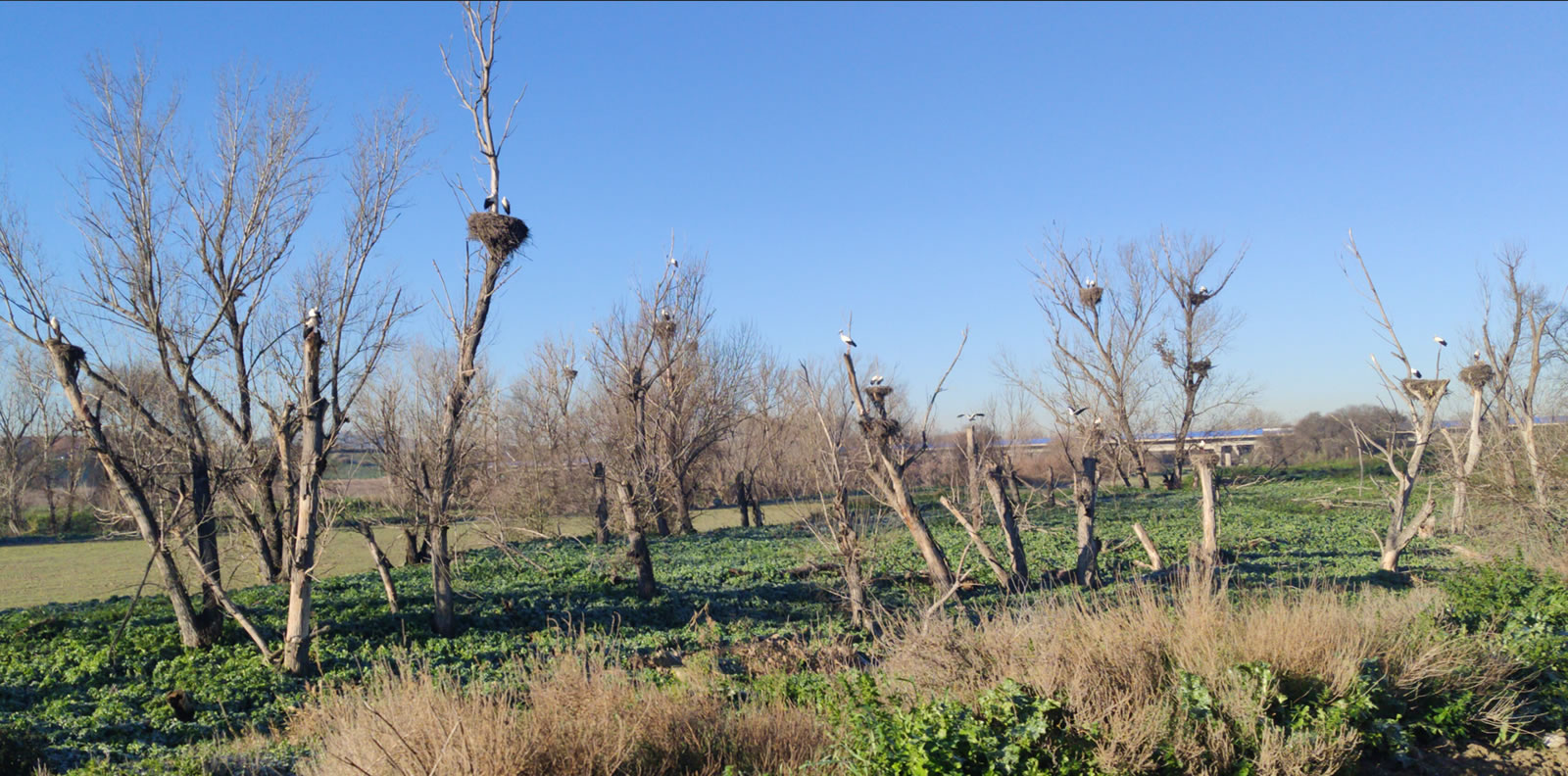Inquietud en Getafe por la muerte de centenares de cigüeñas por posible gripe aviar
