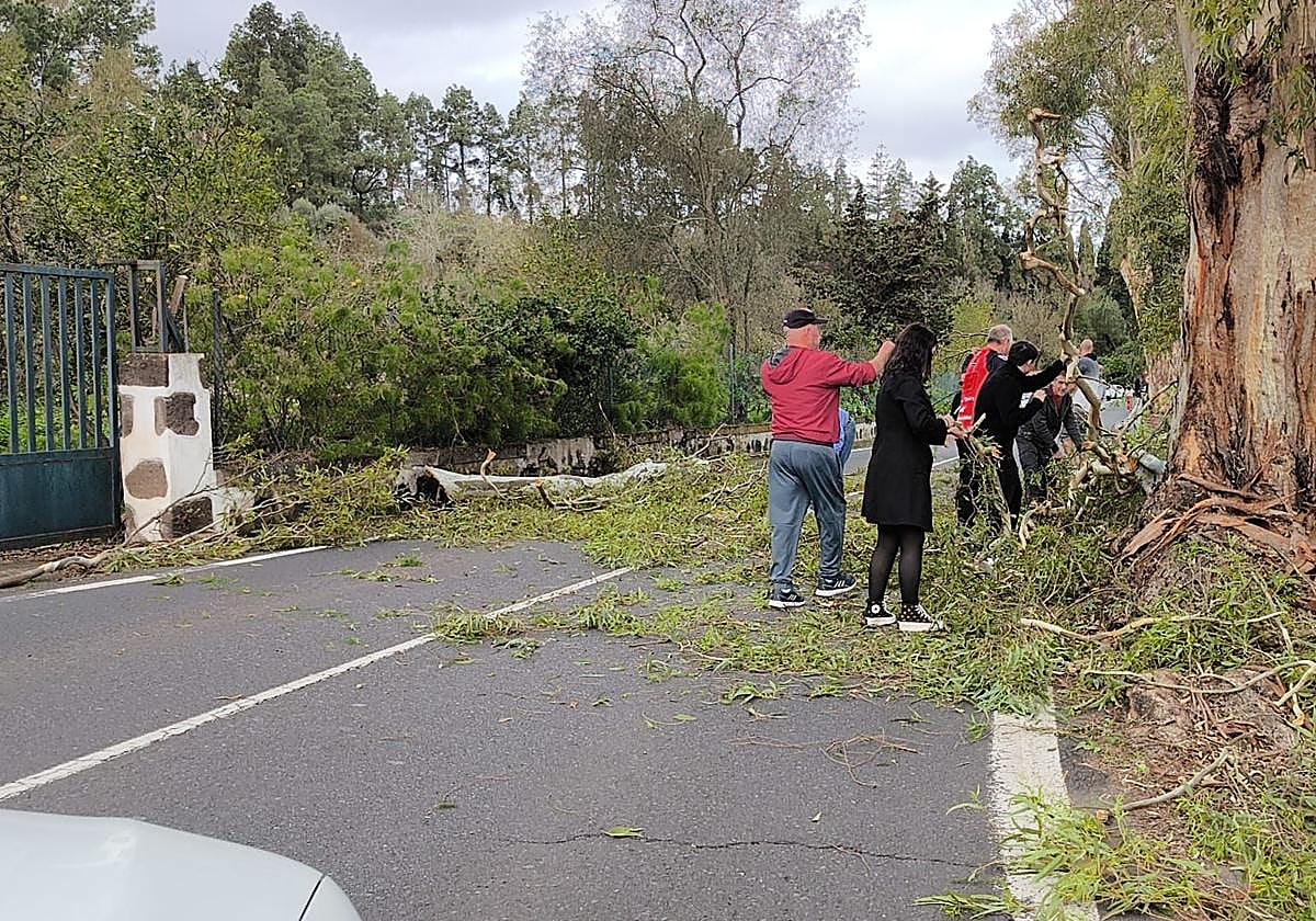 Un árbol caído en plena vía causa retenciones a la salida de San Mateo