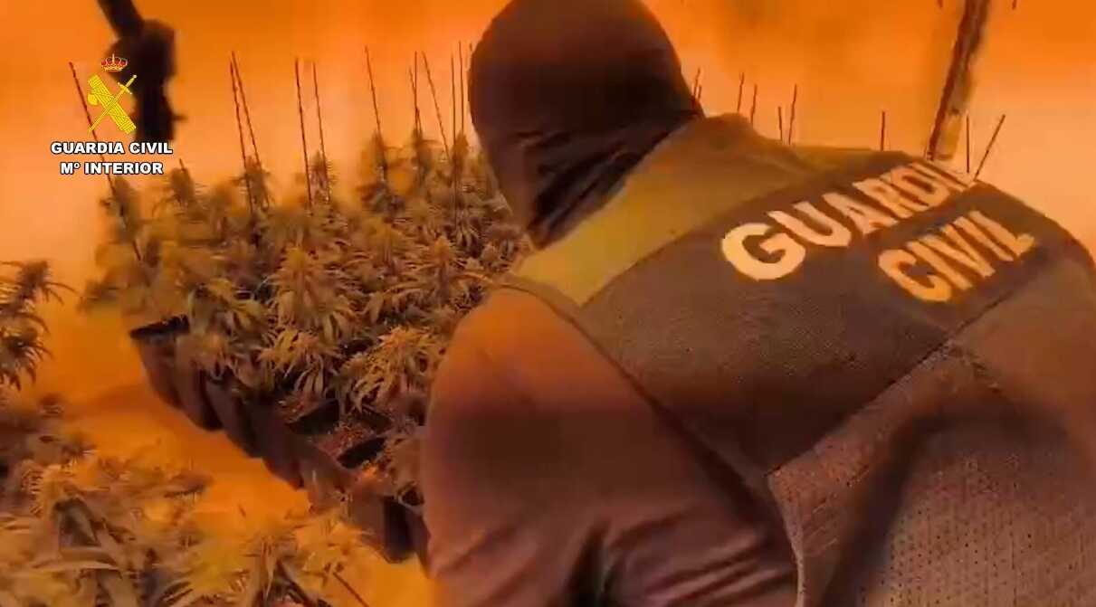 Golpe al cultivo intensivo de marihuana en Gibraleón, Aljaraque y Trigueros