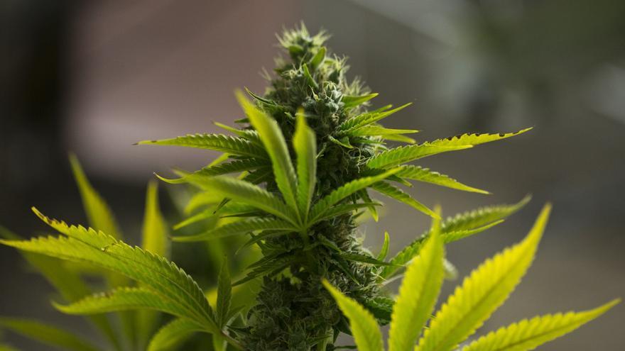 Cae una banda que ponía geolocalizadores en su marihuana para controlarla si se la robaban