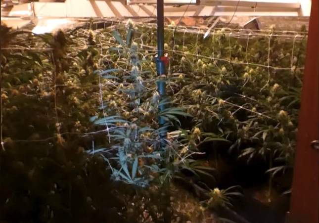 marihuana gavà