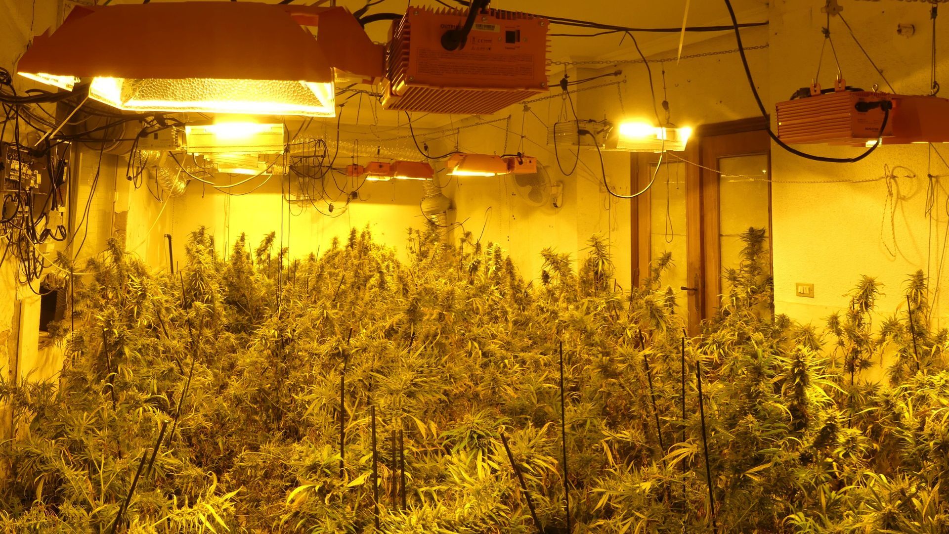 Dieciocho detenidos en tres plantaciones de marihuana en Murcia, Alcantarilla y Librilla