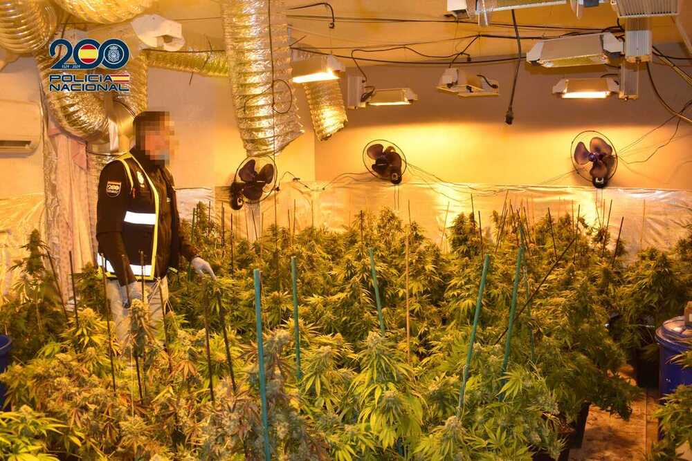 Desmantelan una plantación de marihuana en La Milagrosa