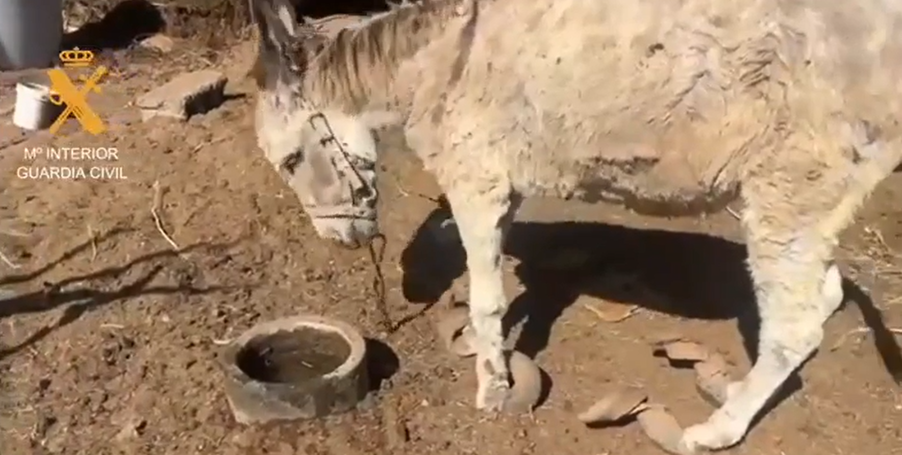 Detenido por maltrato animal: hallan équido en estado extremo y numerosas especies abandonadas en finca rural