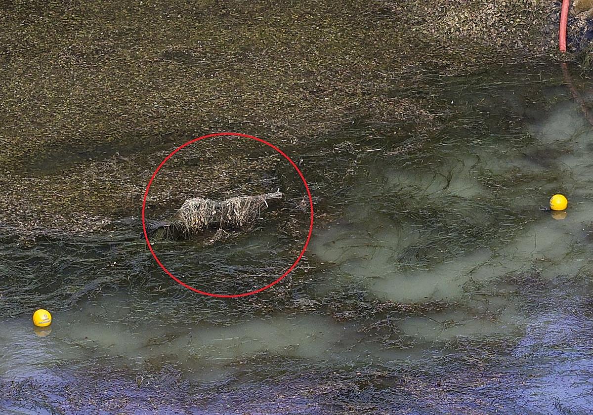 Búsqueda de Maritrini y su hija: la extracción de agua en la balsa de Ribadesella hace aflorar uno de los dos coches