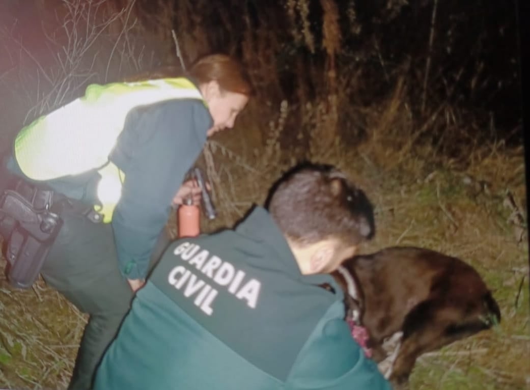 Guardia Civil y Bomberos rescatan a tres perros caídos a un barranco en la N-232 sin microchip identificativo