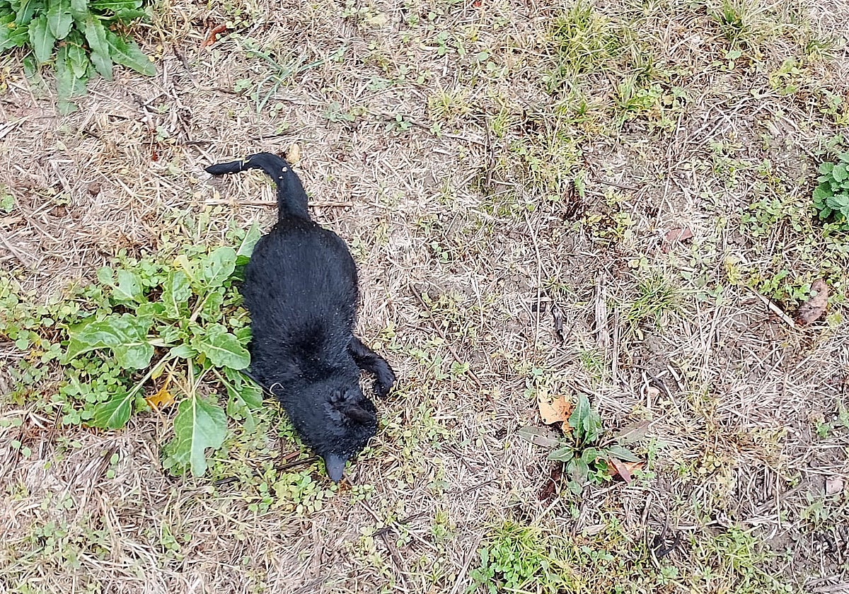 Aparecen muertos dos gatos en Sajazarra