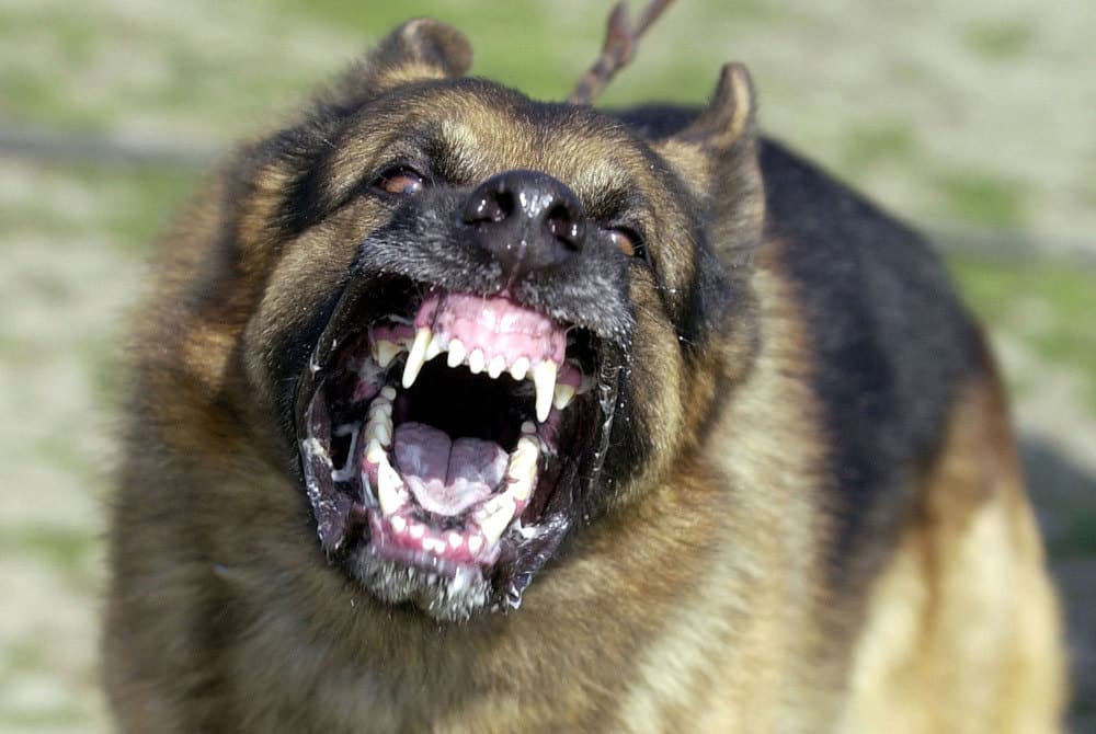 Intervenidos cinco perros en Pelayos de la Presa tras el ataque a un menor
