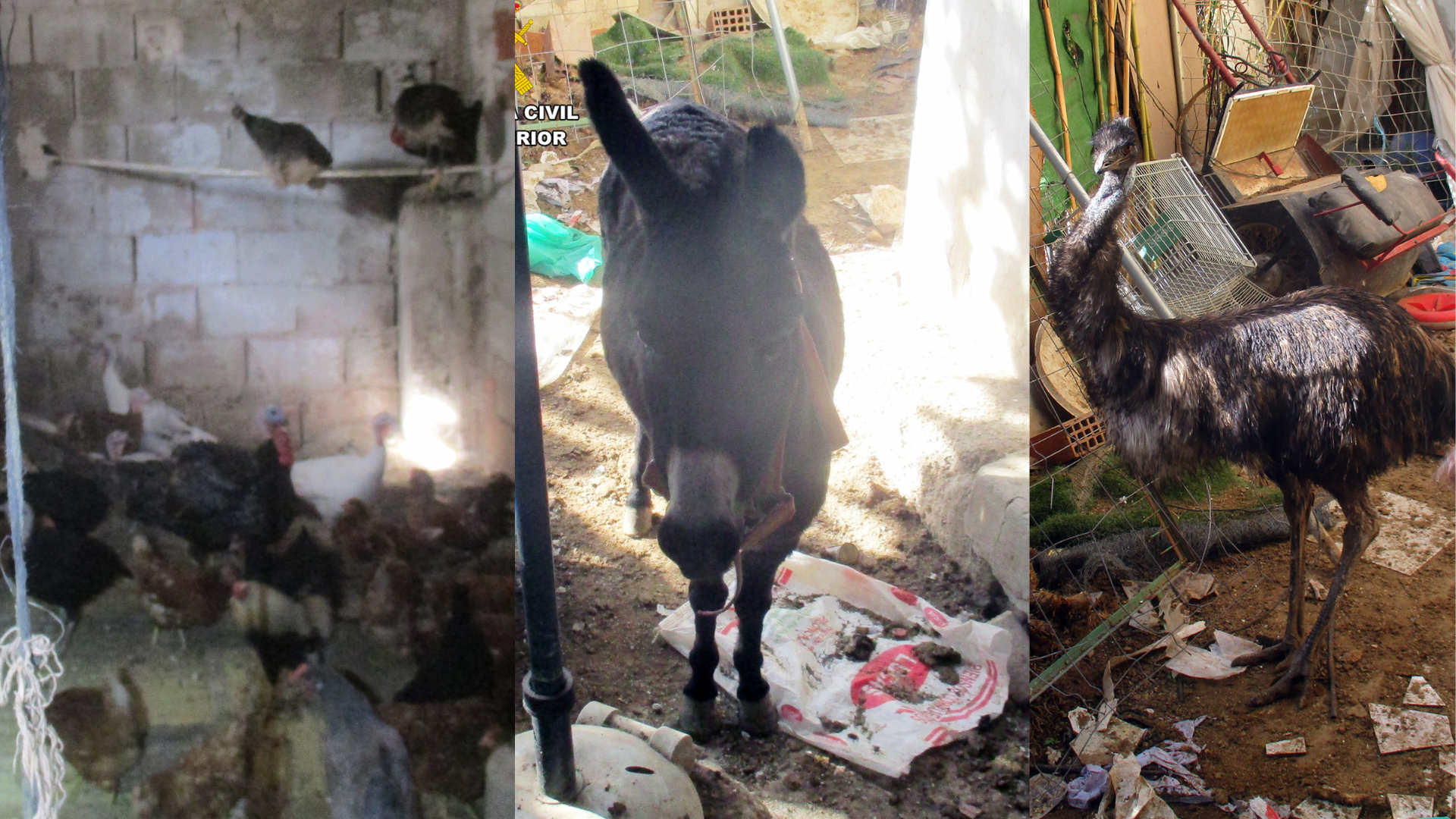 Descubierto un núcleo zoológico clandestino con más de treinta animales en pésimas condiciones en una vivienda de Lorca